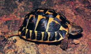 扁平陆龟眼镜图片