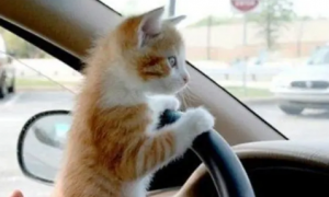 猫在车里尿有什么忌讳