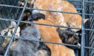 路遇“一笼子”猫，里面装了13只猫，女子不忍把猫咪都带回家