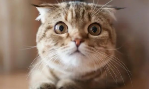猫咪过年最怕什么?为什么？