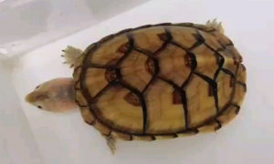 白唇蛋龟怎么养发色
