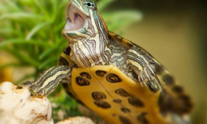 乌龟用什么呼吸