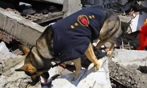 汶川搜救犬为什么全部处死