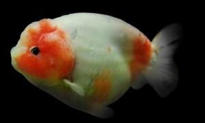 精品兰寿金鱼图片