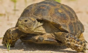 沙漠陆龟能活多久