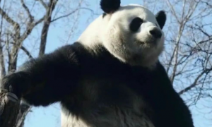 大熊猫的名字能有多离谱