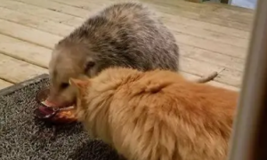 为什么要拍这样的照片：负鼠欺负橘猫把猫粮都吃了，猫奴很气愤！