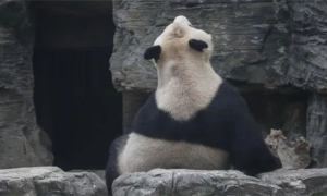 大熊猫在野外和圈养下的寿命有什么区别？