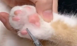 为什么猫的脚毛不能剪