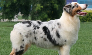 澳洲牧羊犬的性格——警惕但能保持平静