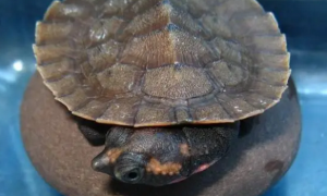 桃红侧颈龟能长多大