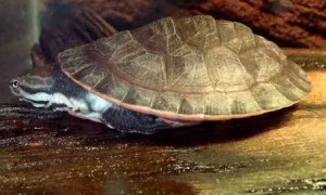 花面侧颈龟家养能多大