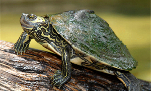 墨西哥龟甲龙怎么养