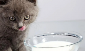 猫咪到底能喝牛奶吗？酸奶、奶酪、奶粉呢？