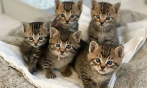 五只小奶猫竟神同步做出这一动作，萌化网友：五倍的可爱呀！