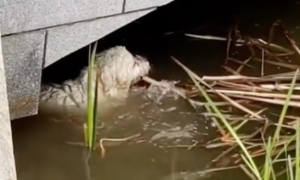 狗狗落入河中无法上岸，市民手拉手下去救援，画面看得好暖心！