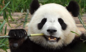 大熊猫不是食铁兽吗？可它也太弱了，高度近视，吃竹子都是被逼的
