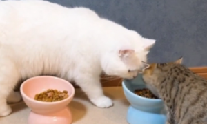 怎么让两只猫各用各的碗