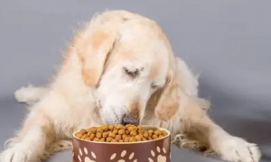 狗能不能吃猫粮