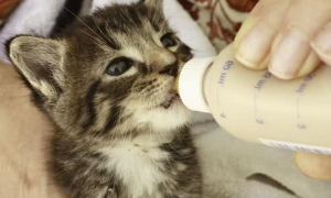 人喝的驼奶粉可以给小猫喝吗