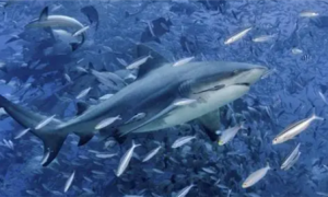 鲨鱼专家：四分之三的鲨鱼物种濒临灭绝 这对人类也是一场“危机”