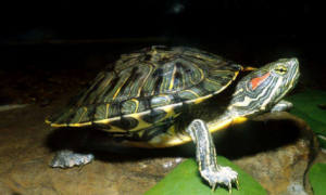 如何正确饲养巴西龟