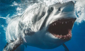 这种鲨鱼，曾是地球上生存过的“最强杀手”