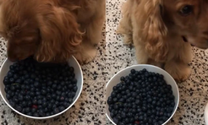 狗能吃蓝莓
