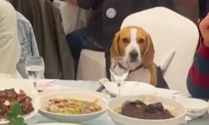 吃席的时候发现狗狗也坐在桌边，一脸尴尬又茫然：没人给我夹菜啊