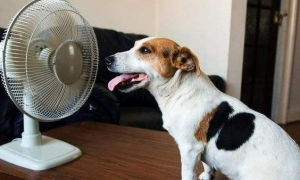 狗怕热吗