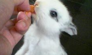 荷兰侏儒兔怎么饲养 一日三次喂食饲料