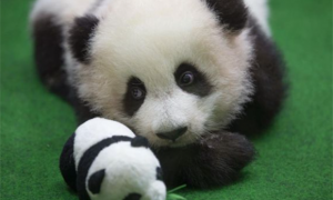 大熊猫为什么被视为中国的国宝？