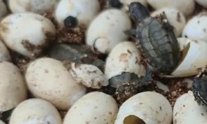 如何判断龟蛋要破壳了