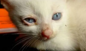 小猫眼睛分泌物多怎么回事