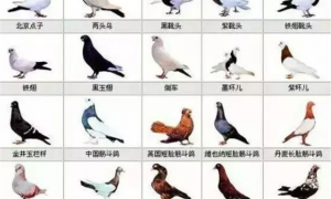 中国常见鸽子品种介绍