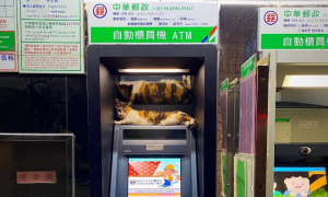 流浪猫霸占ATM机不走，除非给它吃的才离开，这猫咪成精了吧
