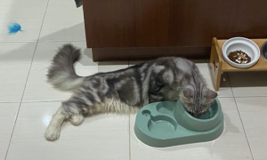猫咪吃饭的时候都不站着，而是瘫坐在那里吃，真是有够懒的呀