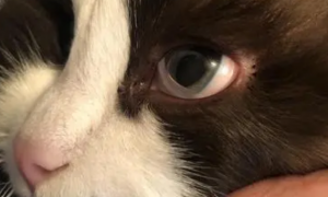 猫有只眼睛玻璃体混浊