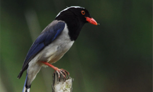 红嘴蓝鹊是保护动物吗