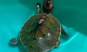 印度棱背龟是深水龟吗