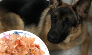 小狗能吃虾吗