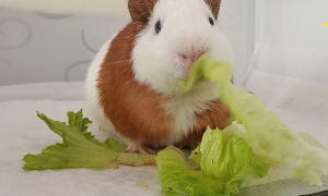 豚鼠吃什么蔬菜 豚鼠喜欢吃叶菜类蔬菜