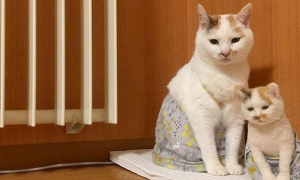 这只猫咪长相虽一般，却在网上很受欢迎