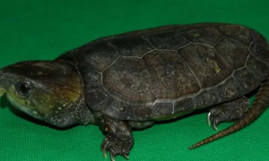 岩蛇龟是龟吗
