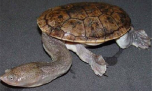 蛇颈龟的种类