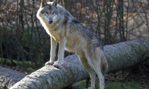 北美灰狼是最大的狼吗
