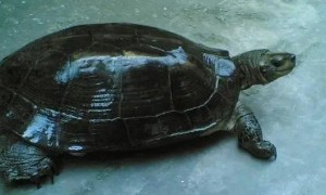 黑山龟是什么龟
