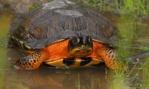 木雕水龟是冷水龟吗