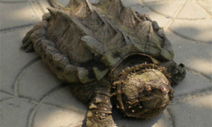 大鳄龟有几个品种
