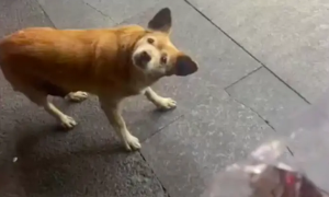 网友站在路边吃烤肠，一只狗狗歪着头盯着她看：还不扔地上啊？